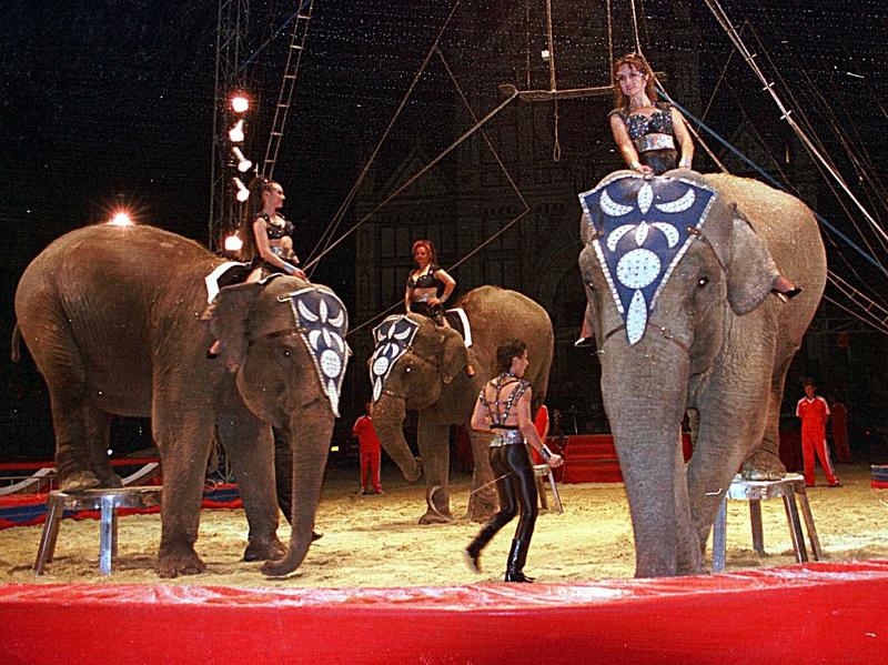 “Elefanti al circo solo in coppia”. Ma i giudici cancellano la regola del Comune di Milano e danno ragione al Madagascar Circus