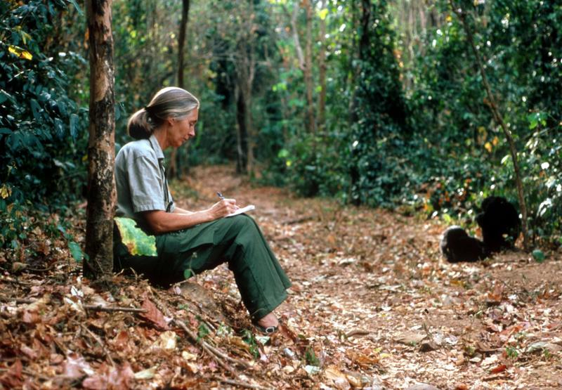 ‘Only if we help shall all be saved’: Jane Goodall showed we can all be part of the solution