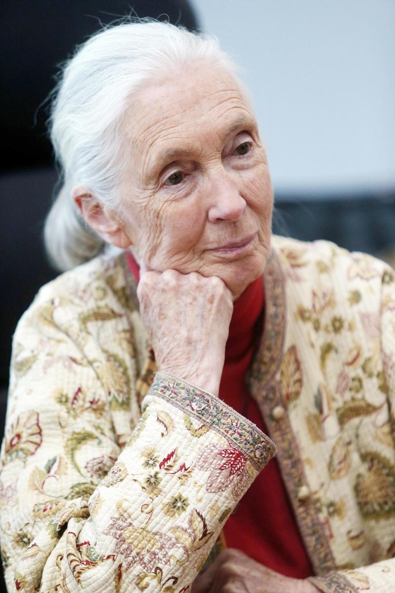 Jane Goodall, l’etologa che ha cambiato per sempre il nostro sguardo sul mondo animale (partendo da uno scimpanzé di pezza)