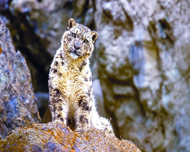 UNESCO recognition for Himachal’s cold desert: A fragile honour