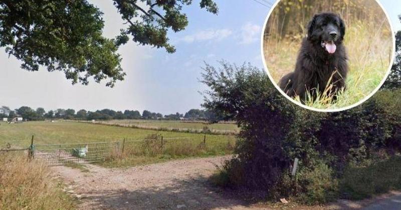 Revised bid to open dog exercise field nearing go-ahead