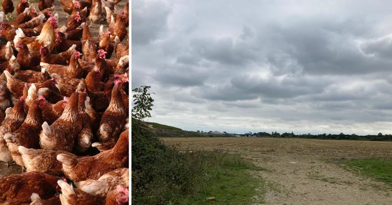 Major planned chicken farm could help meet rising poultry meat demand, say farmers