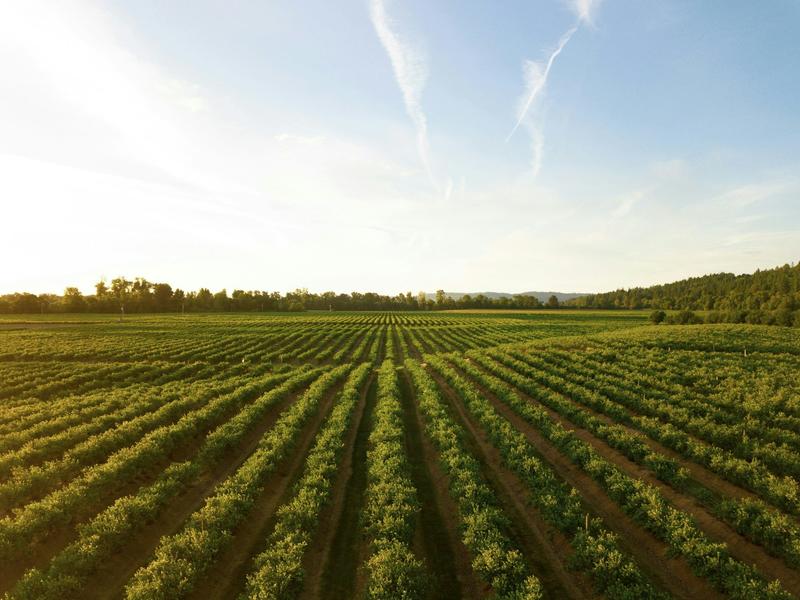 Australia’s new food security strategy: what’s on the table, and what’s missing?