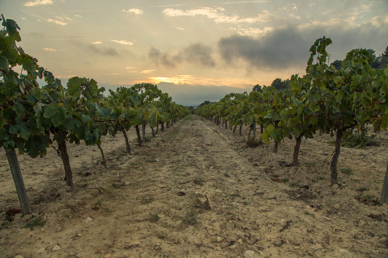 What Wine Can Teach Us About Climate Change