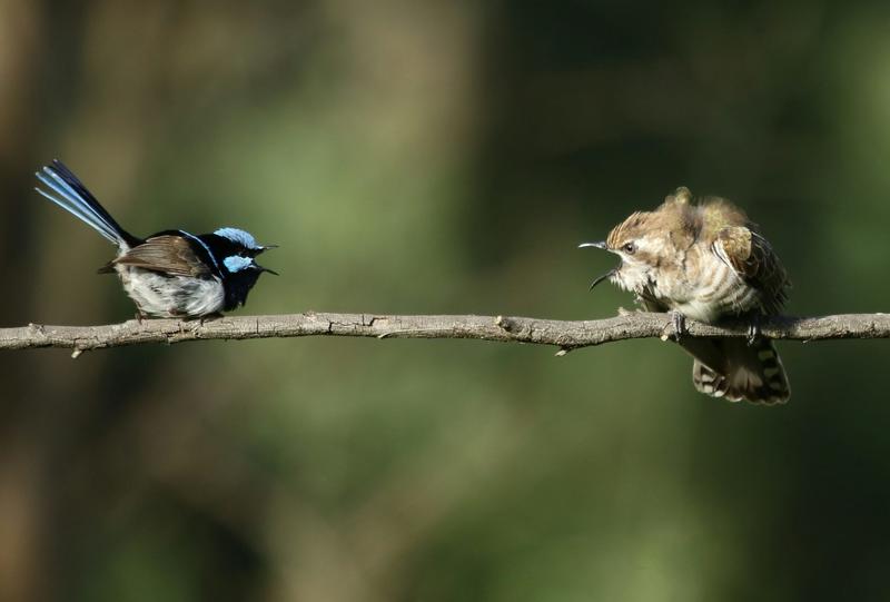 Birds all over the world use the same sound to warn of threats