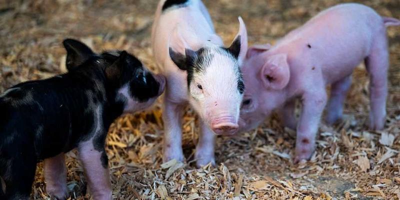 Big Pork Lobby’s War on Farmers, Consumers, and Democracy