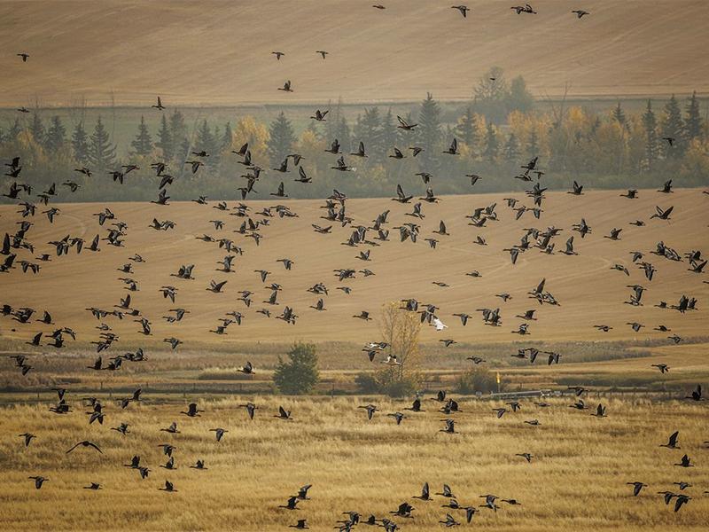 On the Road: The heralds of fall — geese