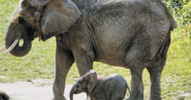 Elefanti, cicale, delfini e farfalle: la felicità si impara dagli animali
