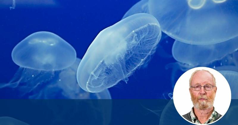What do Albo and jellyfish have in common?