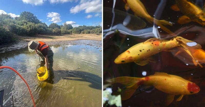 Fears invasive fish may have mysteriously returned to Mousehold Heath