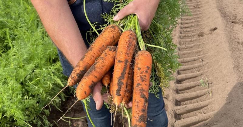 From ancient 'love medicine' to wartime propaganda - nine amazing facts about carrots