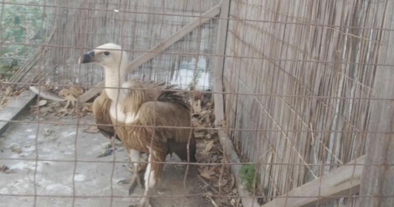 Όρνεο του Μασταμπά: Μεταφέρεται στην ΑΝΙΜΑ για περίθαλψη - Θα επιστρέψει την άνοιξη στους ουρανούς της Κρήτης