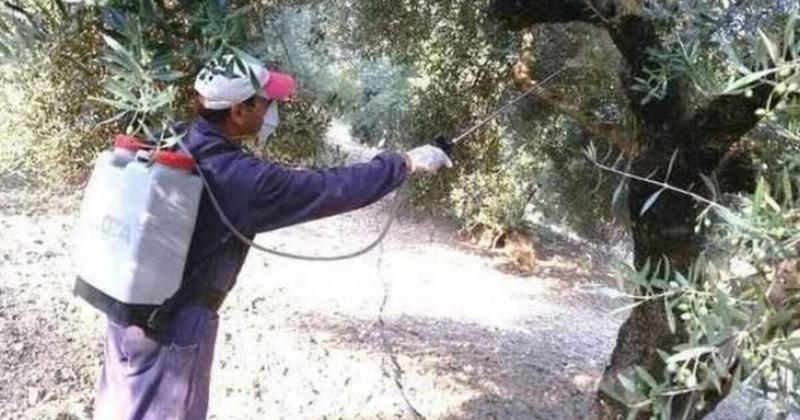 Ρέθυμνο - Δακοκτονία: Τέταρτος δολωματικός ψεκασμός... καιρού επιτρέποντος!