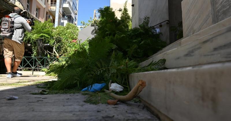 Γιατί πέφτουν τα δέντρα στην Αθήνα: Οι ευθύνες, ο έλεγχος της «υγείας» τους και οι αποζημιώσεις