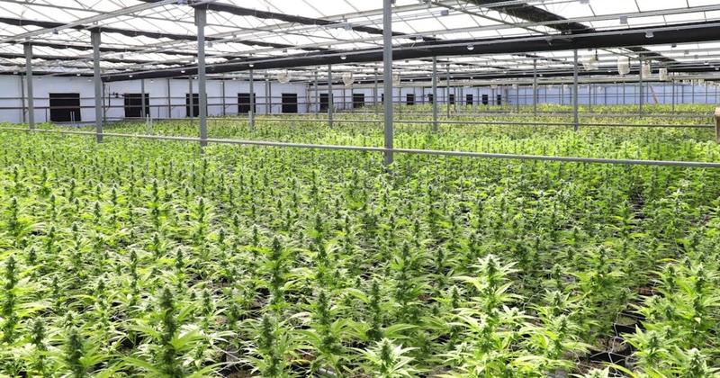 Χασισοφυτεία: συνελήφθησαν ιδιοκτήτης και ενοικιαστής, αναζητούν τους «αθέατους»
