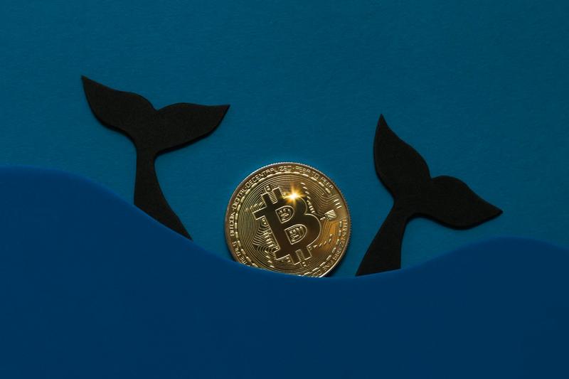 Les baleines du Bitcoin : quand les géants financiers font onduler le marché des crytomonnaies Les baleines du Bitcoin : quand les géants financiers font onduler le marché des crytomonnaies
