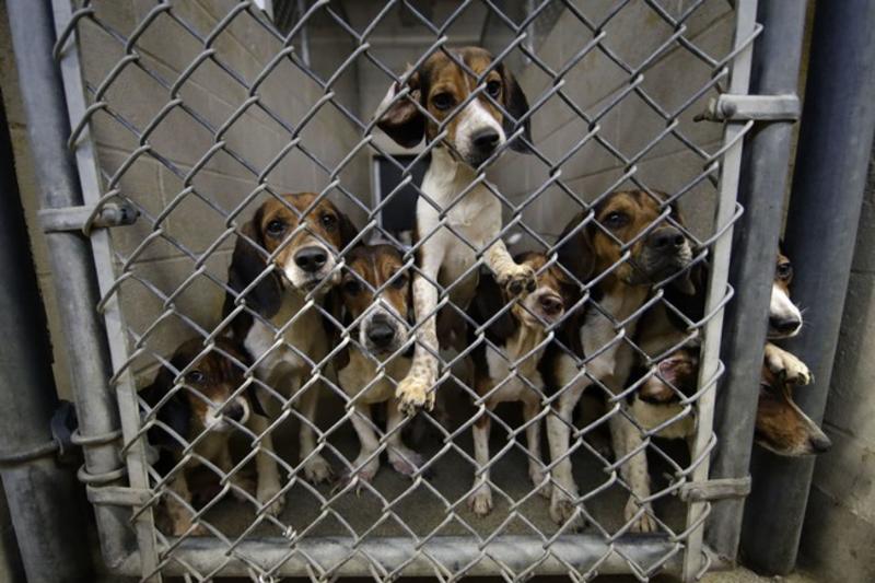 Make Protecting Animals Great Again: The Trump Administration Is Ending Animal Cruelty
