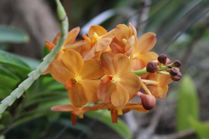 Villa Litta a Lainate, oltre 2800 orchidee rare nelle Serre Liberty del parco