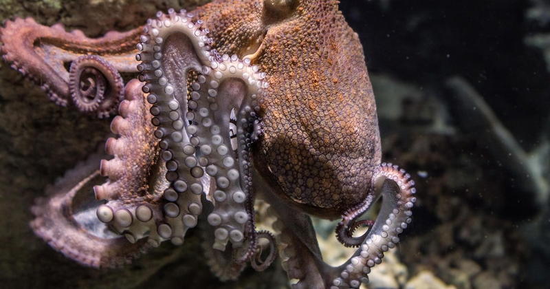 Quei polpi così intelligenti da insidiare i pescatori
