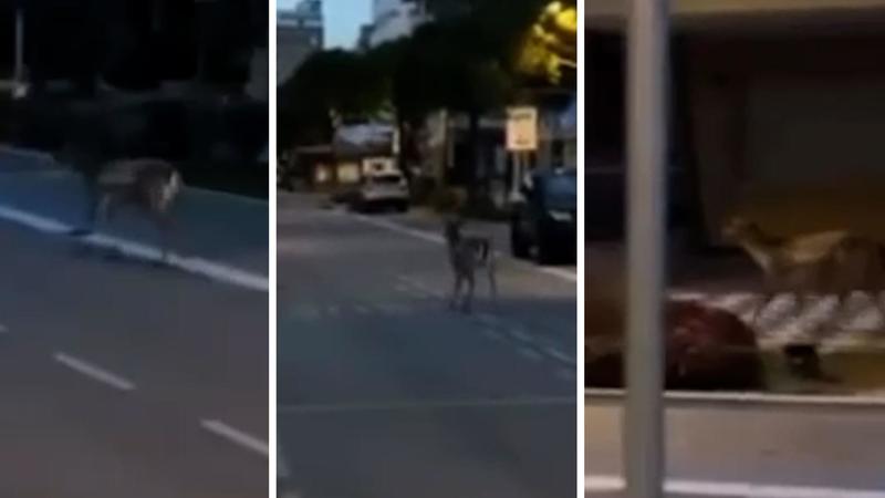 I daini corrono al mare: avvistati a Cesenatico