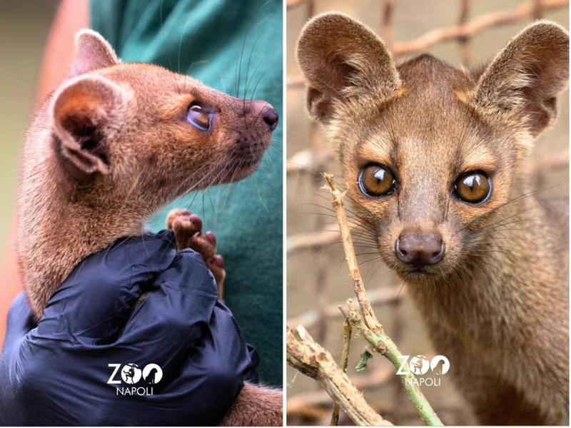 Allo Zoo di Napoli 4 cuccioli di Fossa del Madagascar:Â Ã¨ la prima volta che il predatore a rischio estinzione nasce in Italia | Fotogallery