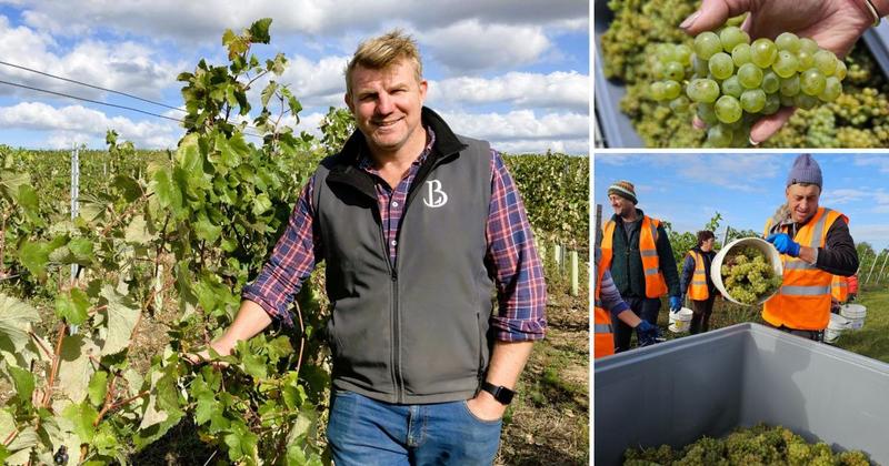 First grapes gathered at new vineyard which aims to safeguard family farm's future