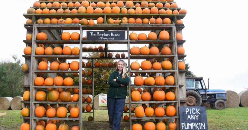 Pumpkin patch and maize maze returning 'bigger and better than ever'