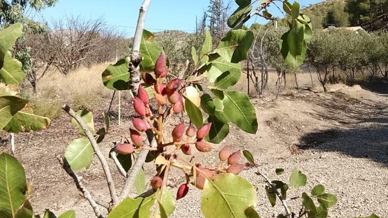 Cracking The Future: How Pistachios Can Power Morocco’s Green Growth – OpEd