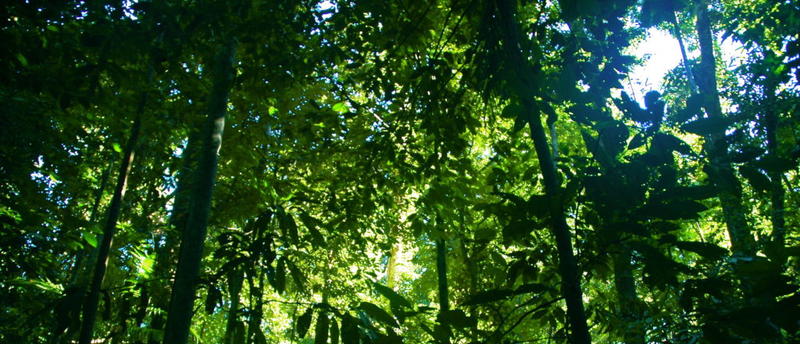 DAVID BLACKMON: COP 30 Preparations Embody All That is Wrong With Climate Alarmism