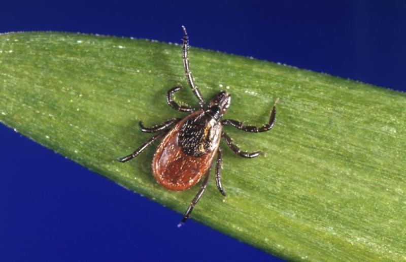 Weaponizing Ticks: Academics Propose Meat Allergy to Fight Climate Change