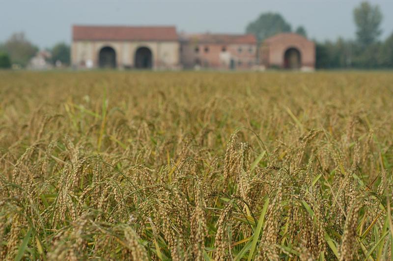 Nasce la rete Slow Rice: biodiversità nelle risaie con un modello agroecologico