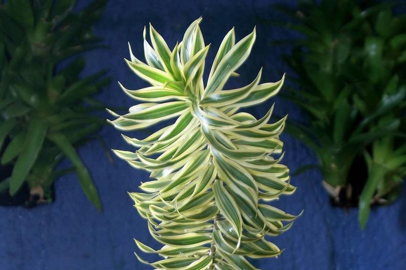 Difícil de matar, pleomele é ótima opção para iniciantes na jardinagem
