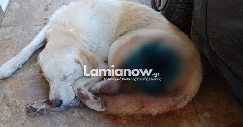 Αποτρόπαιο σκηνικό στα Καμένα Βούρλα: Πυροβόλησαν σκύλο με δεκάδες σκάγια!