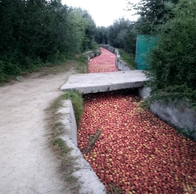 When Apples Float Down the River in Kashmir