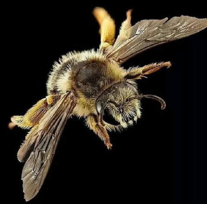 The Buzz We’re Losing: How 5G Threatens Kashmiri Bees