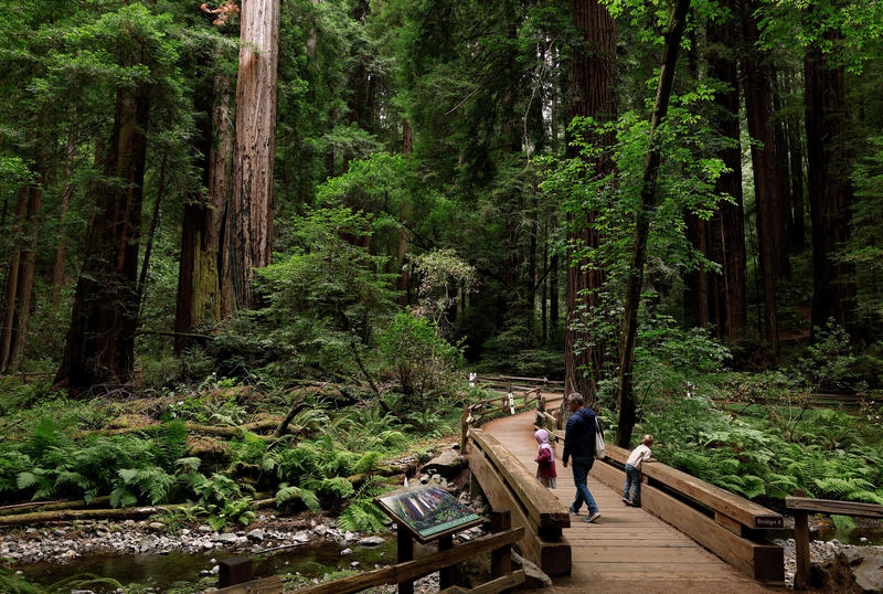 Tourists from around the world blindsided by Muir Woods closure