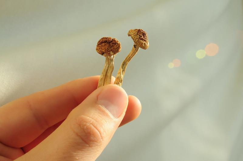 From trips to treatments: how psychedelics could revolutionise anti-inflammatory medicine