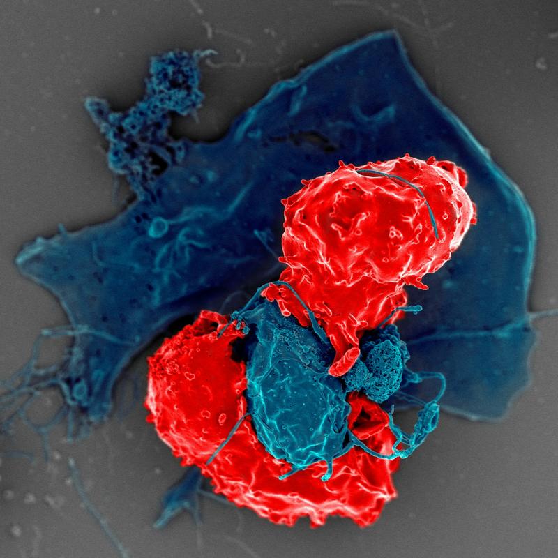 How does your immune system stay balanced? A Nobel Prize-winning answer