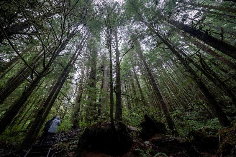 Letters Oct. 6: Stop shipping out logs; Victoria raises blood pressure