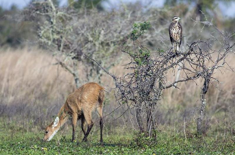 Birding in Argentina: Iberá, one of the world’s most intact wetland systems