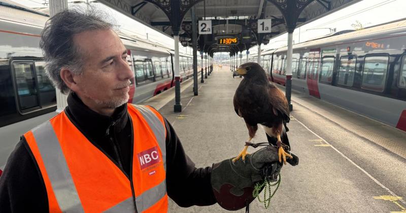 Why you may see a hawk and falcon at Norwich train station