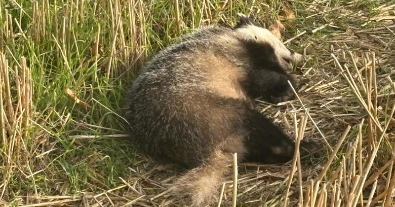 Badger shot and killed by rifle