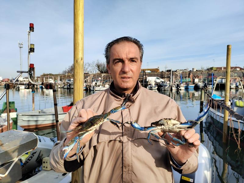 La maledizione delle vongole: i granchi blu avanzano grazie alla mareggiata: “Stanno banchettando”