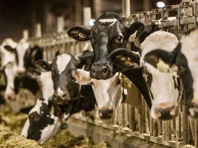 Sylvain Charlebois: Milking the myth: Why Ottawa can’t keep dairy off the table