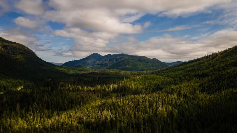 Outcry as Trump Plots the Plunder of US Forests: “You Can Almost Hear the Chainsaws” Outcry as Trump Plots the Plunder of US Forests: “You Can Almost Hear the Chainsaws”