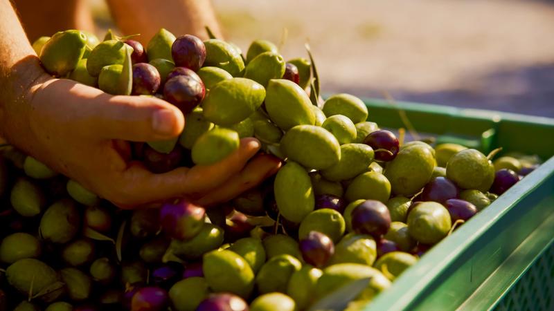 Disastro olio in Romagna: il raccolto delle olive è a rischio. Cosa succede?