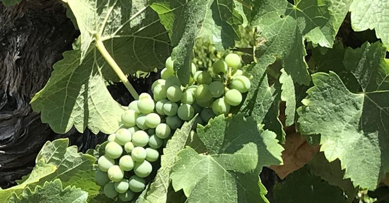 No More Sour Grapes: Mourning for Personal Continuity Through Life
