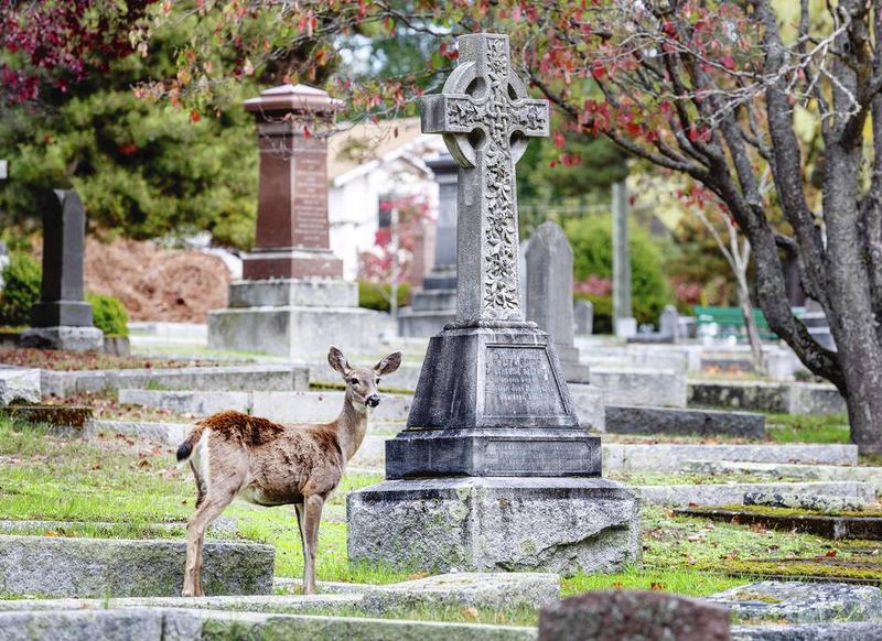 Letters Oct. 7: Deer at Ross Bay Cemetery; follow Julian Daly's plan