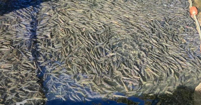 More than 1,000 fish saved from salt surge on Norfolk Broads