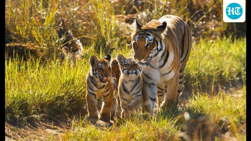 India’s conservation roadmap in its fight against the climate crisis India’s conservation roadmap in its fight against the climate crisis